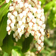 Pieris japonica Lily Of The Valley Bush, Japanese pieris, Japanese Andromeda, Lily of the Valley Shrub, Japanese Pie