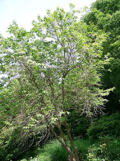 Lyonia ovalifolia 