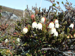 Cassiope tetragona White Arctic Mountain Heather