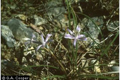 Androstephium caeruleum Blue Funnel Lily