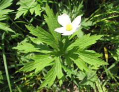 Anemone canadensis Canadian Anemone