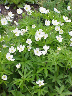 Anemone canadensis Canadian Anemone