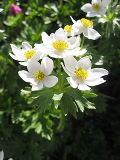 Anemone narcissiflora Narcissus-Flowered Anemone, Narcissus anemone