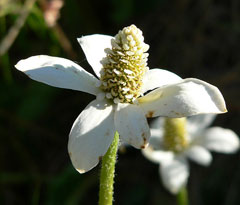 Anemopsis californica Yerba Mansa