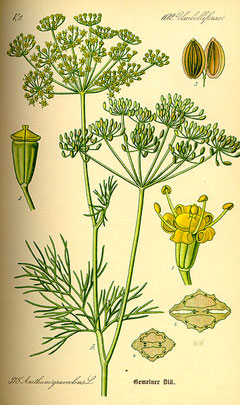 Anethum Dill