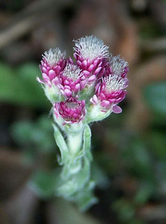 Antennaria dioica Catsfoot, Stoloniferous pussytoes