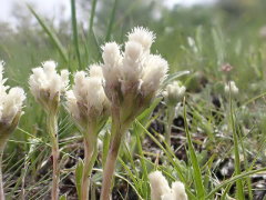 Antennaria parvifolia Littleleaf Pussytoes