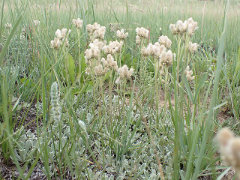 Antennaria parvifolia Littleleaf Pussytoes