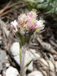 Antennaria rosea Rosy Pussytoes