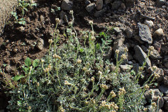 Antennaria rosea Rosy Pussytoes