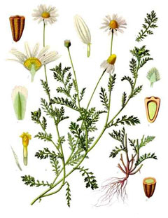 Anthemis arvensis Corn Chamomile