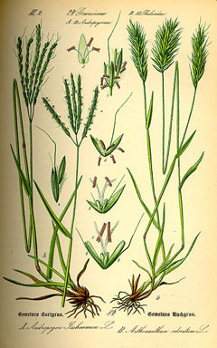 Anthoxanthum odoratum Sweet Vernal Grass