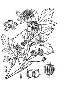 Apium graveolens dulce Celery