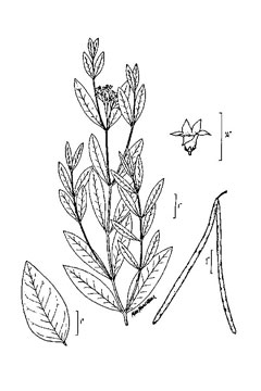 Apocynum cannabinum Indian Hemp