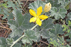 Apodanthera undulata Loco Melon