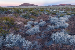Apodanthera undulata Loco Melon
