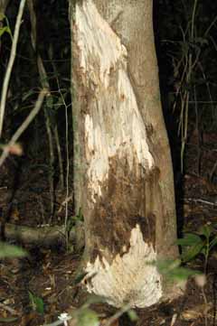Aquilaria crassna Agar Wood, Agarwood