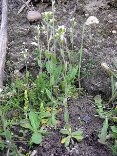 Arabidopsis thaliana Thale Cress, Mouseear cress