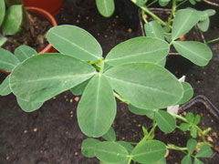 Arachis hypogaea Peanut
