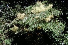 Aralia mandschurica Manchurian Angelica Tree