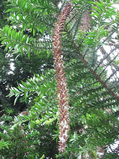 Araucaria_bidwillii Bunya-Bunya, Monkey Puzzle Tree, False Monkey Puzzle