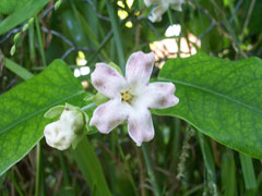 Araujia sericifera Cruel Plant, White bladderflower