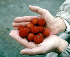 arbutus unedo Strawberry Tree