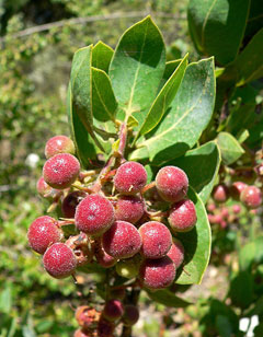 Arctostaphylos glauca Bigberry Manzanita