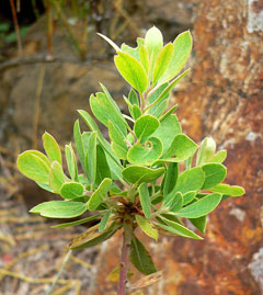 Arctostaphylos parryana Parry Manzanita