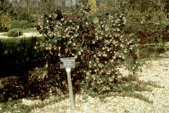 Arctostaphylos uva-ursi Bearberry