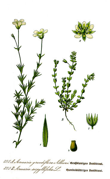 Arenaria serpyllifolia Thyme-Leaf Sandwort