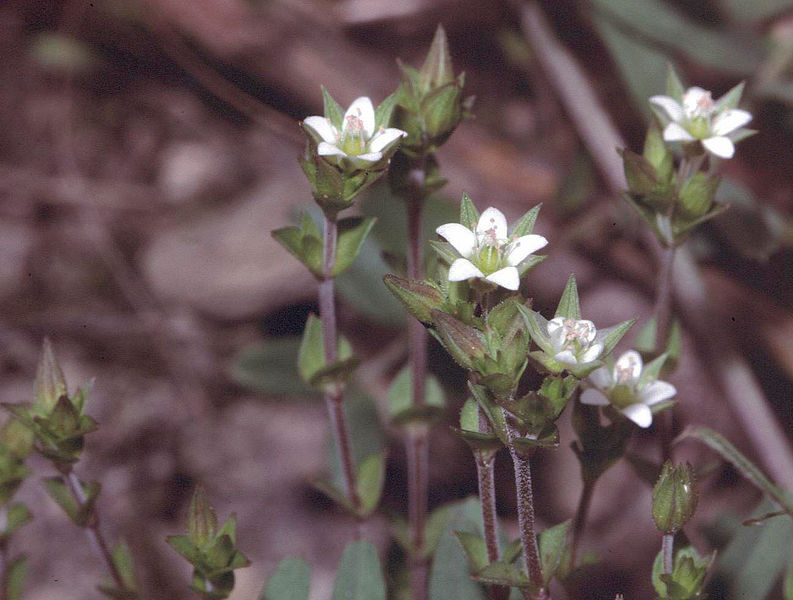 Arenaria serpyllifolia Thyme-Leaf Sandwort