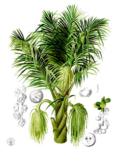 Arenga pinnata Solitary Sugar Palm