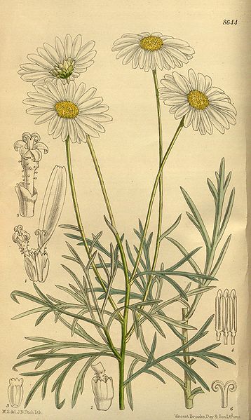 Argyranthemum foeniculaceum 