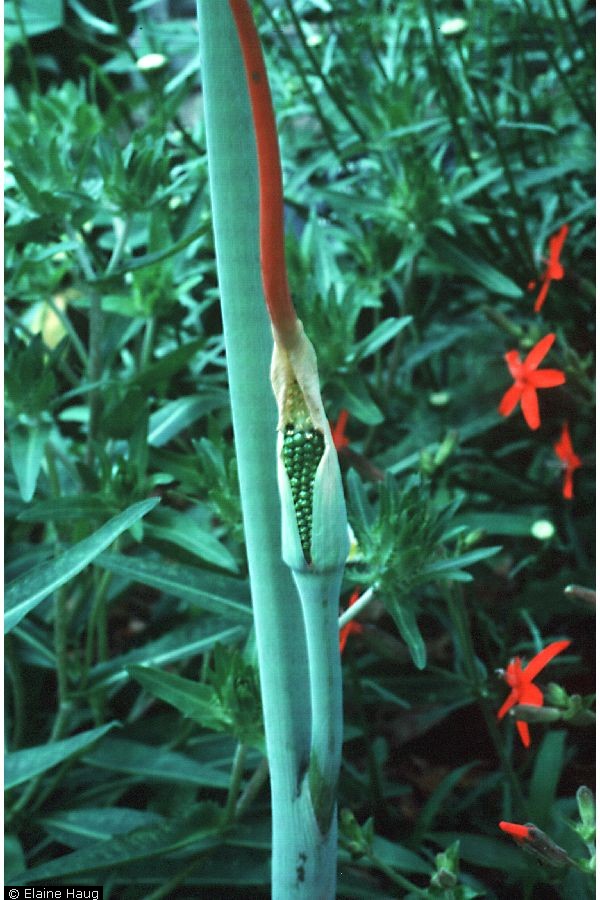 Arisaema dracontium Green-Dragon