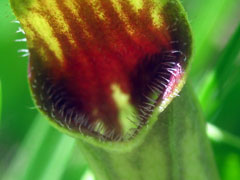 Aristolochia rotunda Snakeroot