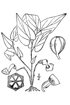 Aristolochia serpentaria Virginia Snakeroot