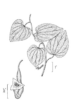 Aristolochia tomentosa Dutchman