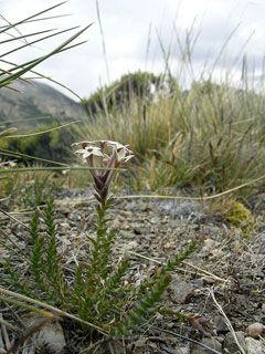 Arjona patagonica Macachi