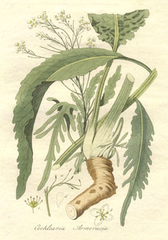 Armoracia rusticana Horseradish, Red Cole