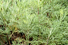 Artemisia abrotanum Southernwood