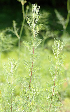 Artemisia abrotanum Southernwood