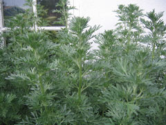 Artemisia absinthium Wormwood, Absinthium.