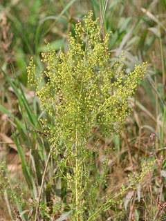 Artemisia annua Qing Hao, Sweet sagewort