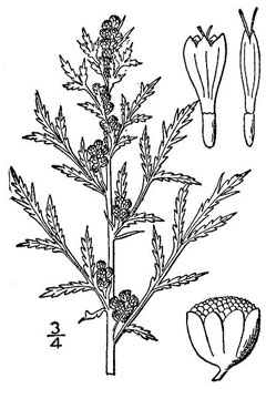 Artemisia biennis Biennial Wormwood