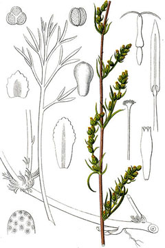 Artemisia campestris Field Southernwood
