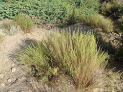 Artemisia campestris glutinosa 