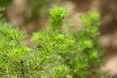 Artemisia capillaris Yin Chen Hao
