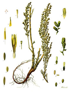 Artemisia cina Cina, Santonica