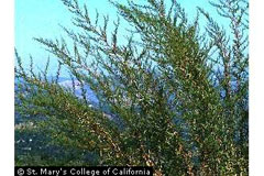 Artemisia dracunculoides Russian Tarragon, Tarragon,  French Tarragon